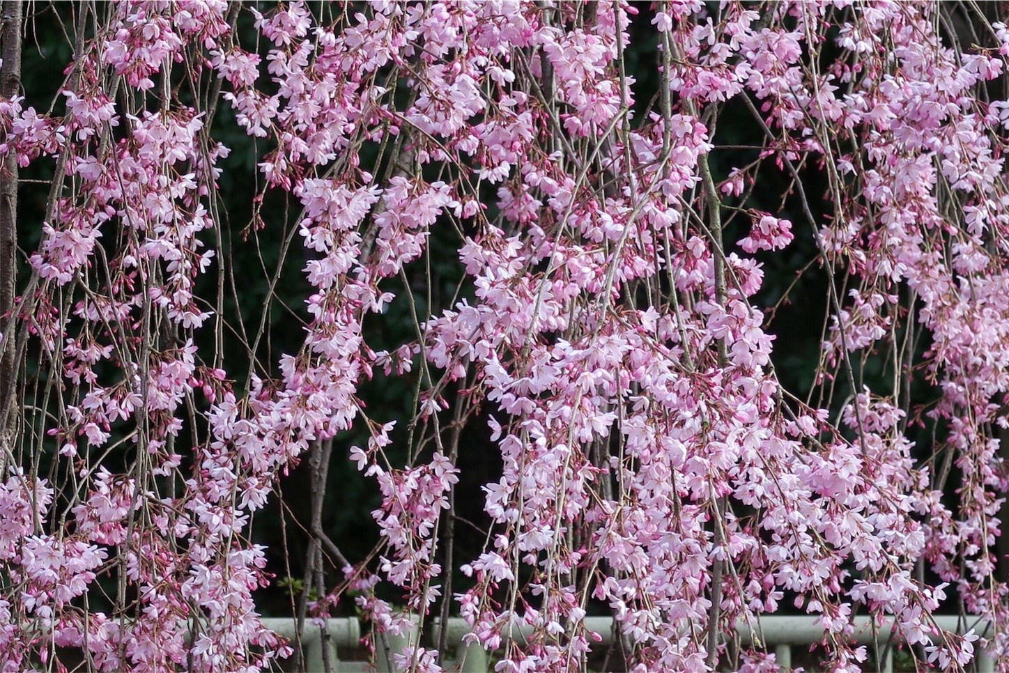 f:id:kaz-sasaki:20160325230049j:image f:id:kaz-sasaki:20160325230049j:image