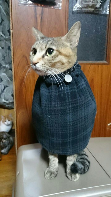 f:id:kazehaku:20151129103412j:image f:id:kazehaku:20151129103412j:image