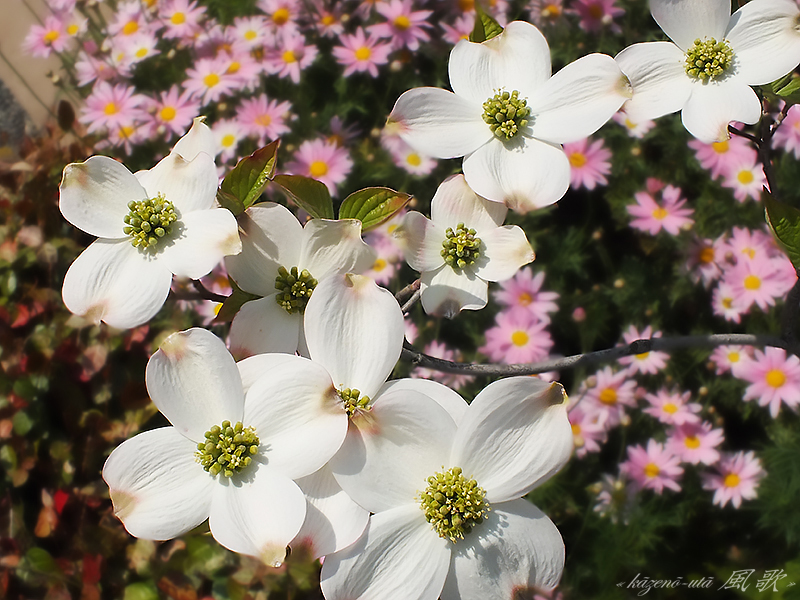 f:id:kazeno-uta:20150701114815j:plain