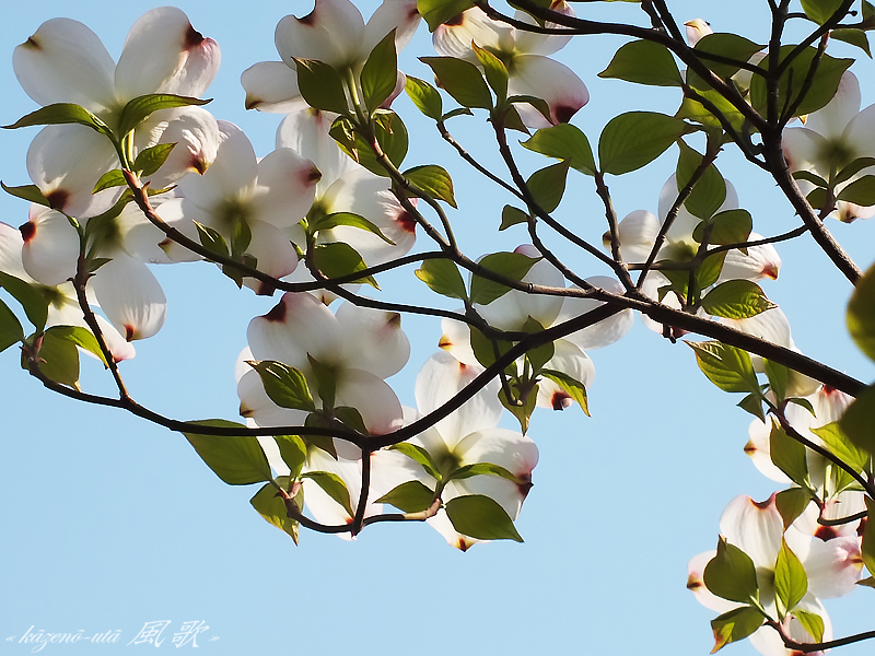 f:id:kazeno-uta:20150701114902j:plain