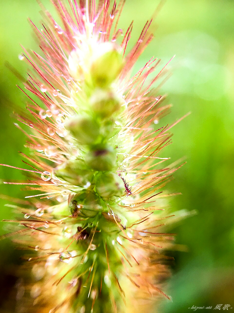 f:id:kazeno-uta:20150916172925j:plain