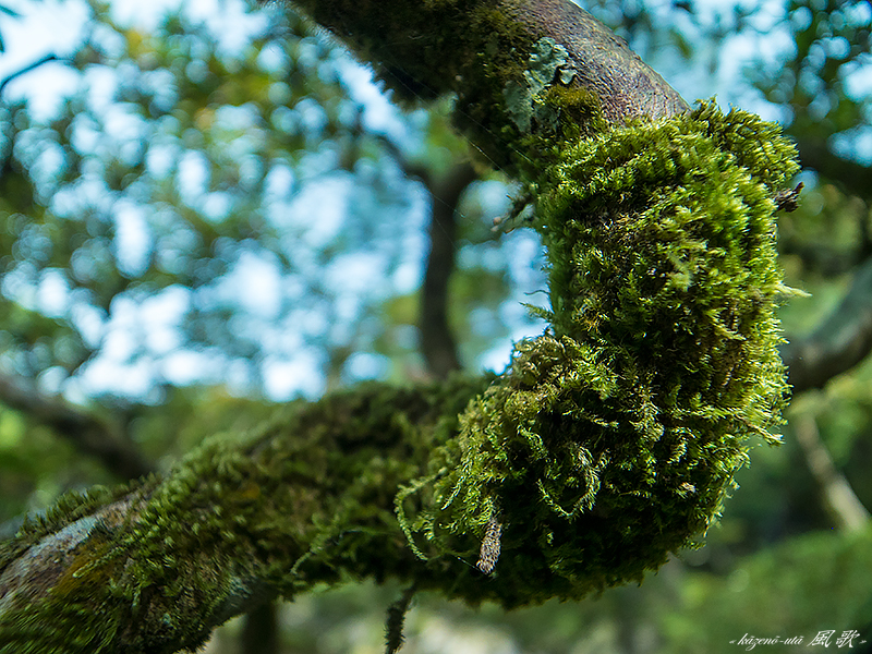 f:id:kazeno-uta:20151225193147j:plain