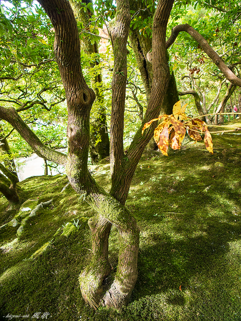 f:id:kazeno-uta:20151225193225j:plain