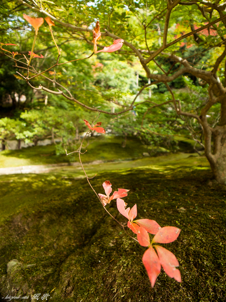 f:id:kazeno-uta:20151225193412j:plain