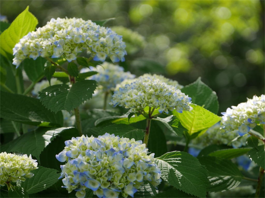 f:id:kazeno-uta:20160601192345j:image