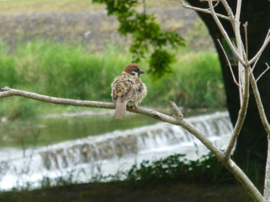 f:id:kazenokomichi:20120614011416j:plain