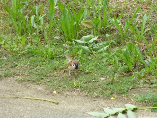 f:id:kazenokomichi:20120620224727j:plain