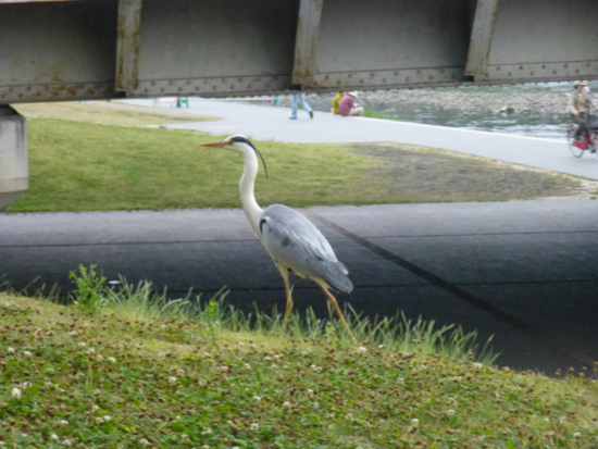 f:id:kazenokomichi:20120708015352j:plain