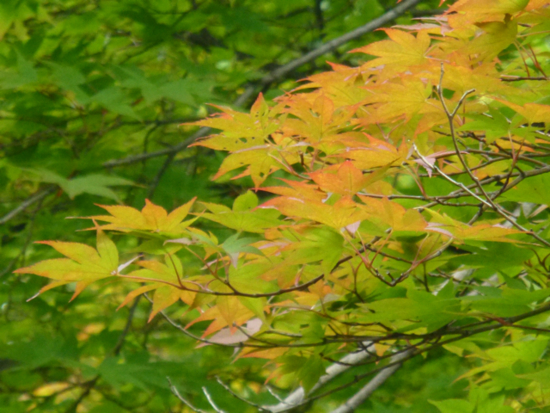 f:id:kazenokomichi:20120711014936j:plain