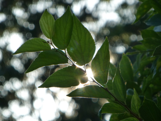 f:id:kazenokomichi:20120820205041j:plain