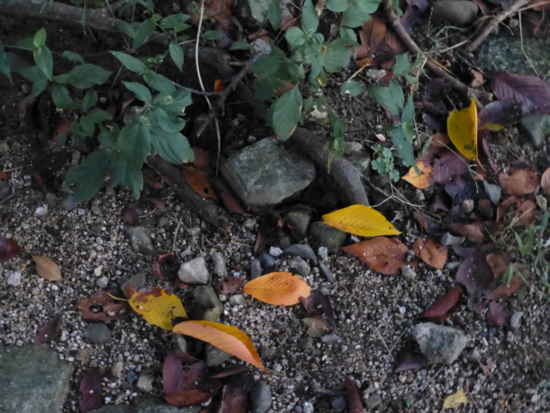 f:id:kazenokomichi:20120923225523j:plain