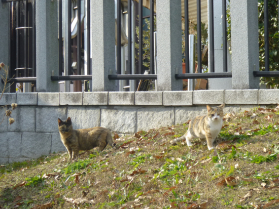 f:id:kazenokomichi:20121215020425j:plain