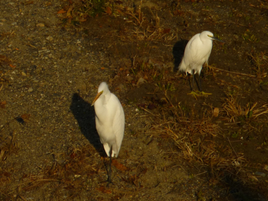 f:id:kazenokomichi:20121216221540j:plain