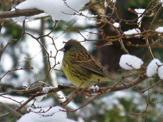 f:id:kazenokomichi:20130211190729j:plain f:id:kazenokomichi:20130211190729j:plain