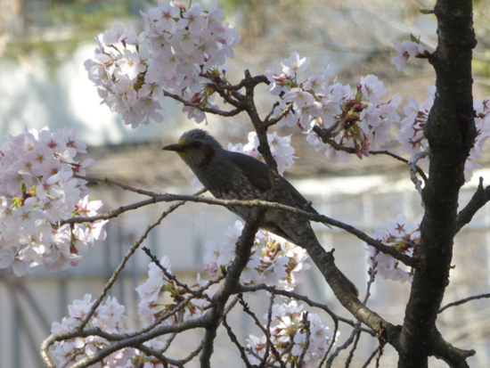 f:id:kazenokomichi:20130405232409j:plain