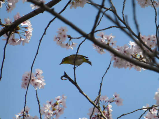 f:id:kazenokomichi:20130405232532j:plain