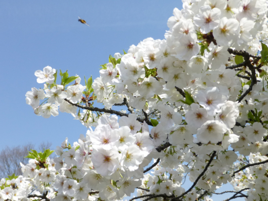 f:id:kazenokomichi:20130406041041j:plain