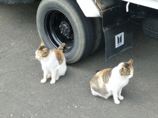 ȋȑq part 2 [f]ڋ֎~]©bbspink.com	->摜>4494 