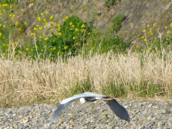 f:id:kazenokomichi:20130420013213j:plain