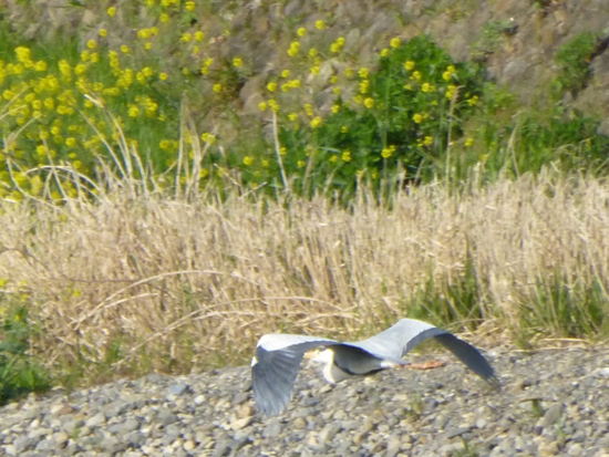 f:id:kazenokomichi:20130420013227j:plain