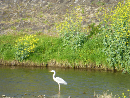 f:id:kazenokomichi:20130420013243j:plain