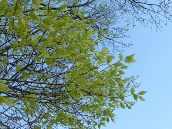 f:id:kazenokomichi:20130420013318j:plain