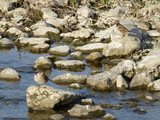 f:id:kazenokomichi:20130420013424j:plain