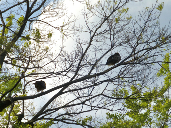 f:id:kazenokomichi:20130420013444j:plain