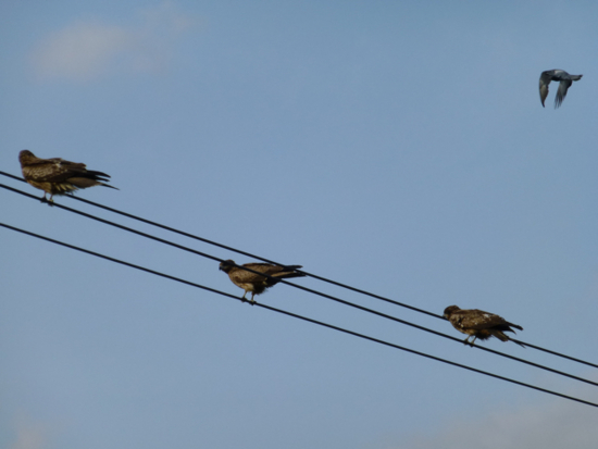 f:id:kazenokomichi:20130420013525j:plain