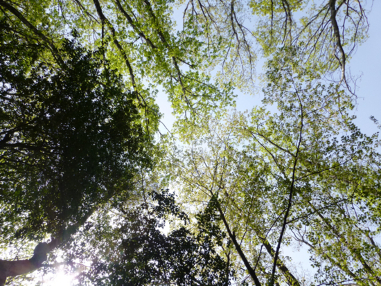 f:id:kazenokomichi:20130423015500j:plain