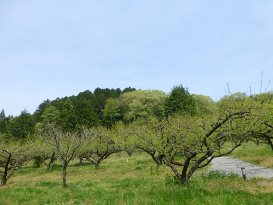 f:id:kazenokomichi:20130509031419j:plain