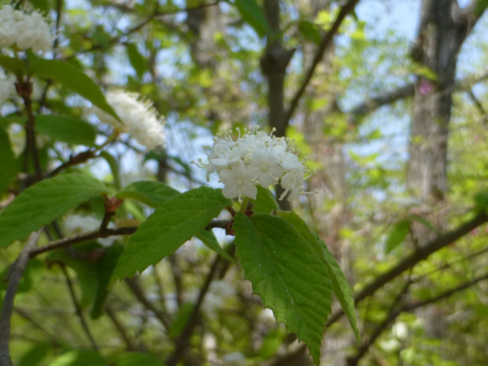 f:id:kazenokomichi:20130509031814j:plain