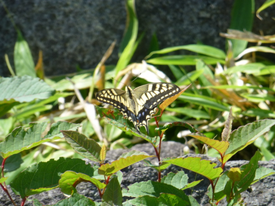 f:id:kazenokomichi:20130819175505j:plain