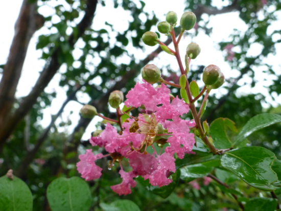 f:id:kazenokomichi:20130905083055j:plain