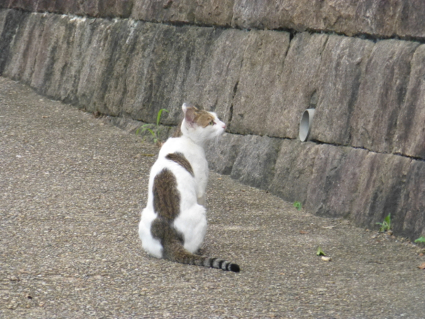 f:id:kazenokomichi:20130916015817j:plain