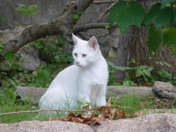 f:id:kazenokomichi:20130916015949j:plain