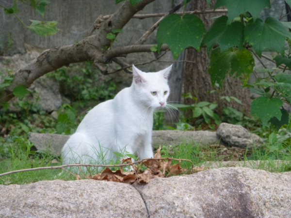 f:id:kazenokomichi:20130916020001j:plain