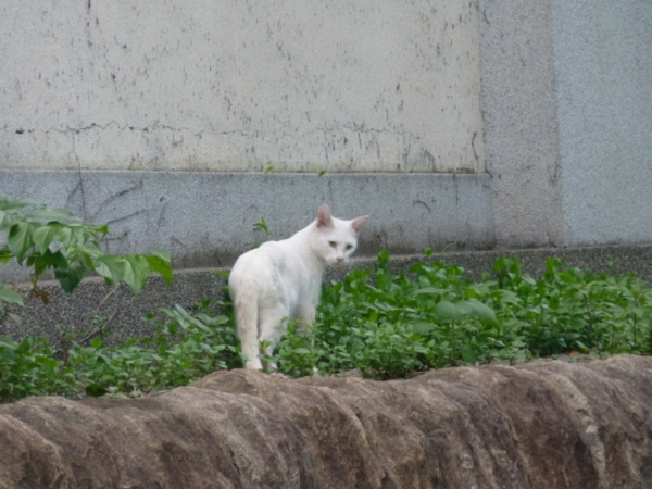 f:id:kazenokomichi:20130916020106j:plain