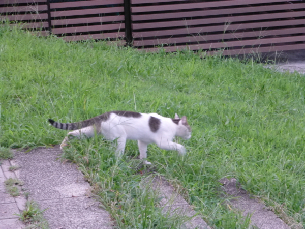 f:id:kazenokomichi:20130916020200j:plain