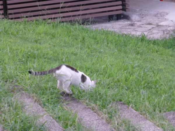 f:id:kazenokomichi:20130916020208j:plain