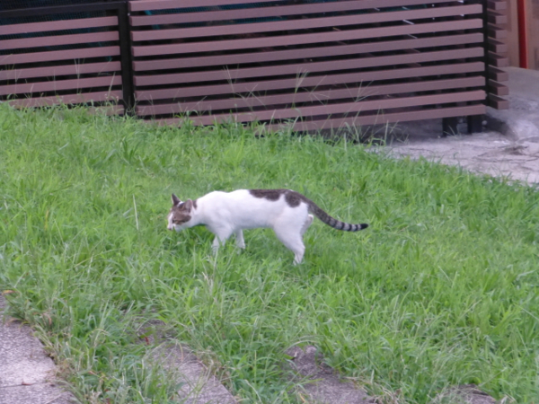 f:id:kazenokomichi:20130916020240j:plain