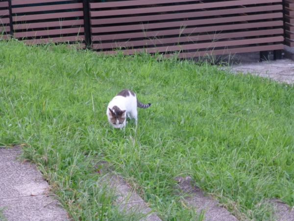 f:id:kazenokomichi:20130916020258j:plain