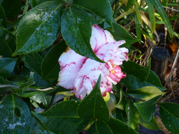 f:id:kazenokomichi:20131229214603j:plain