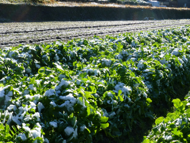 f:id:kazenokomichi:20131229220413j:plain