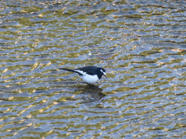 f:id:kazenokomichi:20131229223551j:plain