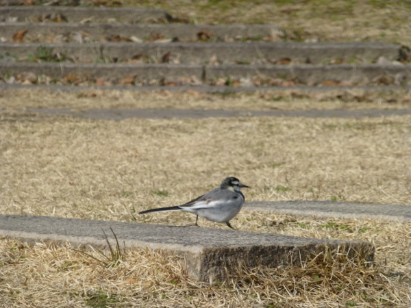 f:id:kazenokomichi:20140225013028j:plain