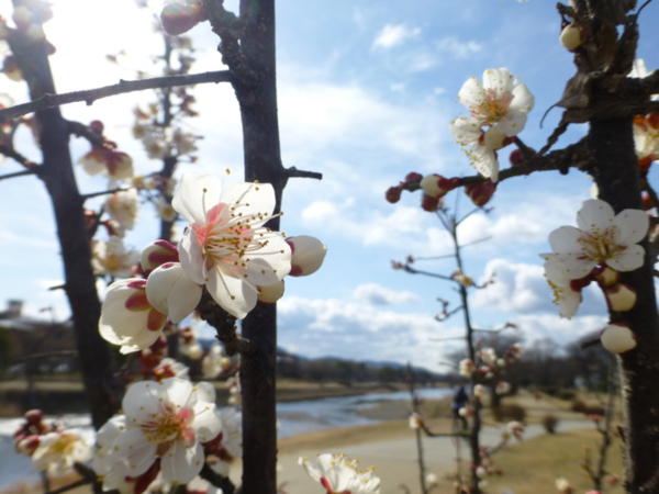 f:id:kazenokomichi:20140304191242j:plain