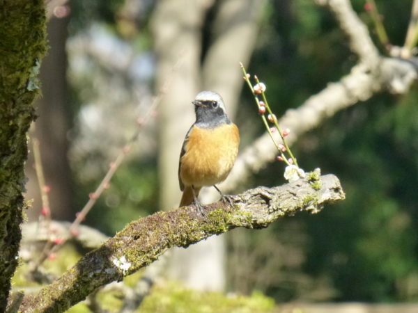 f:id:kazenokomichi:20140311214212j:plain