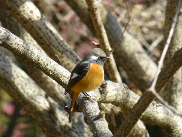 f:id:kazenokomichi:20140311214227j:plain