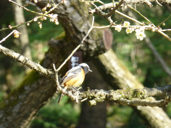 f:id:kazenokomichi:20140311214233j:plain